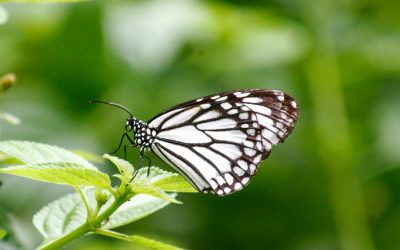 Butterfly Garden