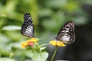 butterflies-pair