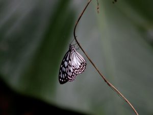 butterfly-set15